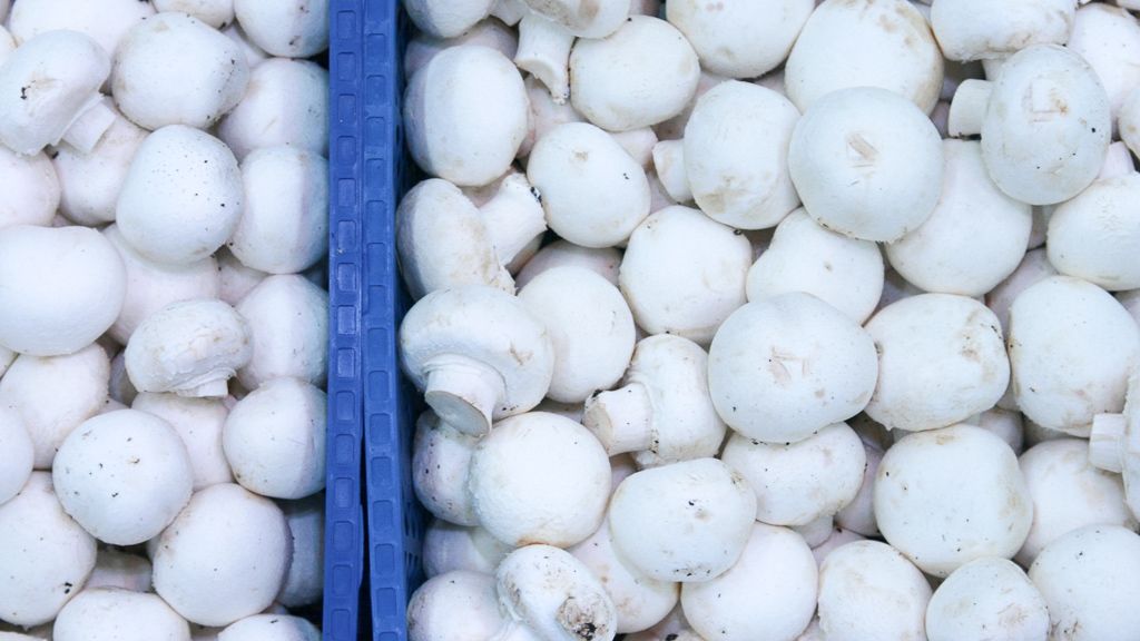 Regenbogen Arbeit - Frische Champignons