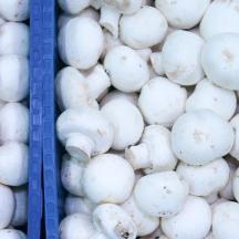 Regenbogen Arbeit - Frische Champignons