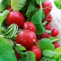 Regenbogen Arbeit - Frische Radieschen